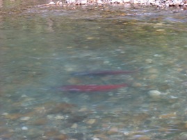 Salmon